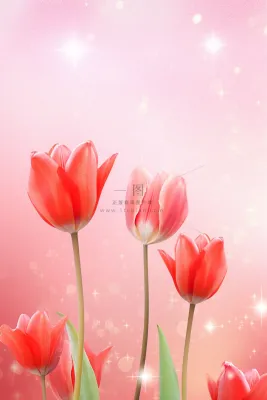 粉色清新郁金香鲜花背景 粉色清新郁金香鲜花背景