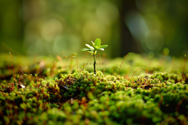 苔藓石壁上生长的苔藓春天摄影图