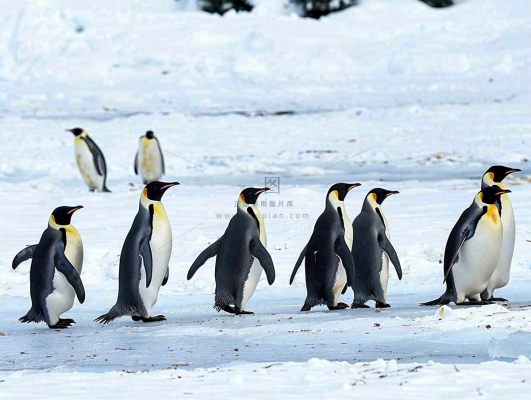 冰雪天地的企鹅寒冷动物摄影图