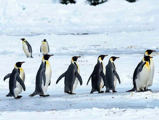 冰雪天地的企鹅寒冷动物摄影图