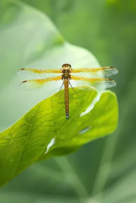 蜻蜓绿叶上停留的竹蜻蜓昆虫春天摄影图