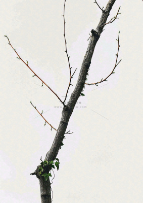 简约白底户外枝叶树枝,极简中国风,立冬摄影图 简约白底户外枝叶树枝,极简中国风,立冬摄影图