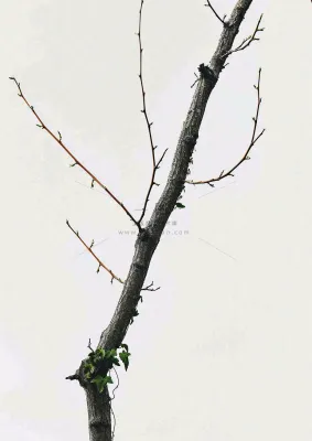 简约白底户外枝叶树枝,极简中国风,立冬摄影图 简约白底户外枝叶树枝,极简中国风,立冬摄影图