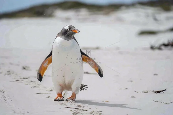 冰雪天地的企鹅寒冷动物摄影图