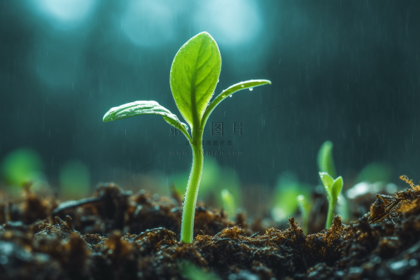春天萌芽发芽雨水谷雨立春摄影图