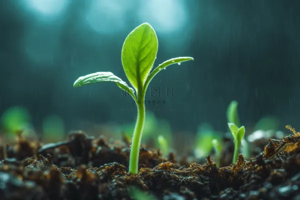 春天萌芽发芽雨水谷雨立春摄影图