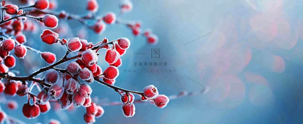 冬天冰天雪地红色果实上的白雪霜降小寒大寒摄影图