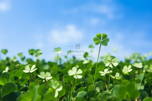 三叶草草丛蓝天摄影图