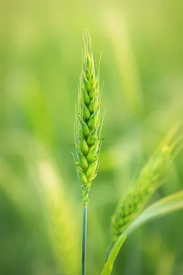小麦绿色麦穗小满芒种粮食丰收摄影图