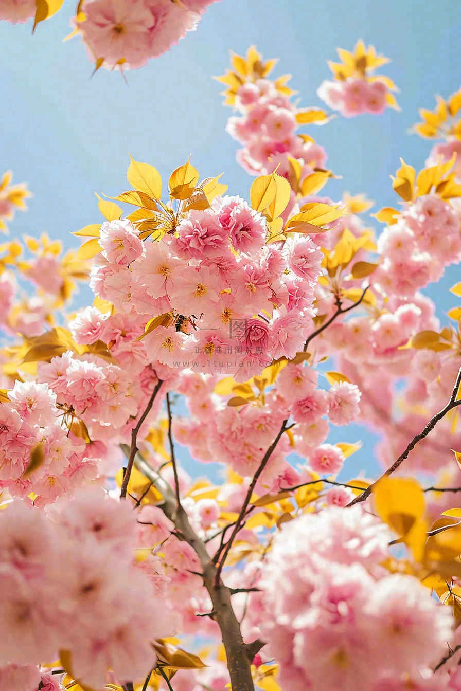 春天蓝天清新粉红桃花花朵树枝嫩叶,立春摄影图