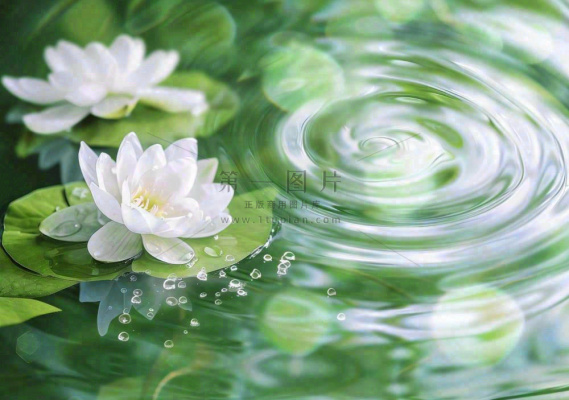 春夏睡莲荷叶清澈透明的水面泛起涟漪立夏夏至摄影图 春夏睡莲荷叶清澈透明的水面泛起涟漪立夏夏至摄影图