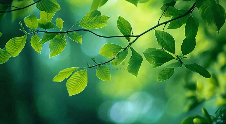 绿色树叶意境模糊光照叶子，春天夏日，春分立夏摄影图
