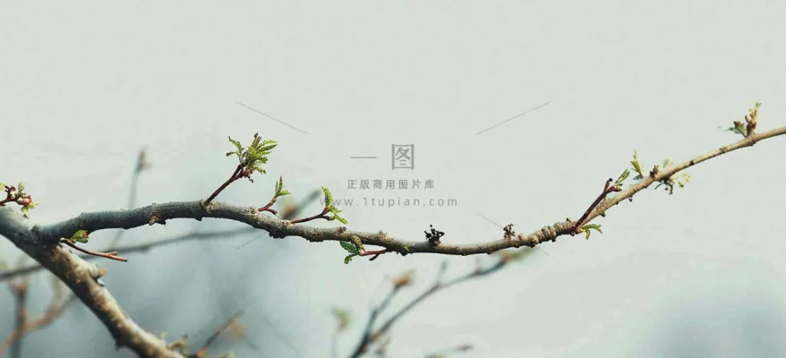 春天枝叶萌芽发芽绿叶，简约清新立春摄影图