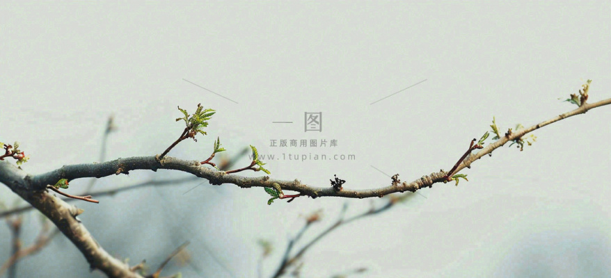 春天枝叶萌芽发芽绿叶,简约清新立春摄影图 春天枝叶萌芽发芽绿叶,简约清新立春摄影图