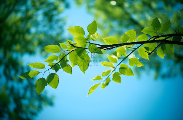树枝上的叶子映衬着蓝天摄影图桌面壁纸