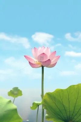 清新阳光荷花荷叶天空白云背景