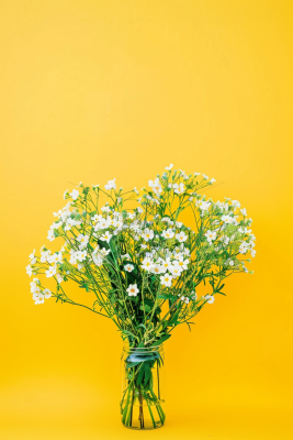 小雏菊白色花朵花瓶黄色背景摄影图