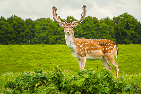 梅花鹿动物摄影图