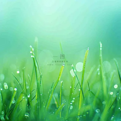 春天草地绿芽雨水露珠阳光,春分谷雨雨水白露摄影图 春天草地绿芽雨水露珠阳光,春分谷雨雨水白露摄影图