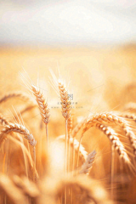 秋天收获小麦收割落日，秋分芒种小满粮食摄影图