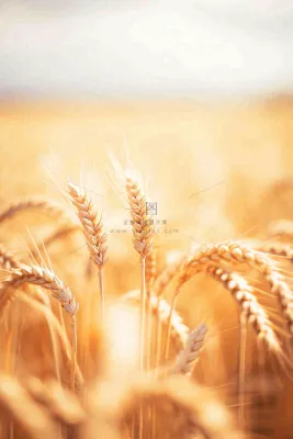 秋天收获小麦收割落日，秋分芒种小满粮食摄影图