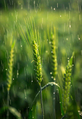 春天雨天绿色小麦麦穗粮食小满摄影图