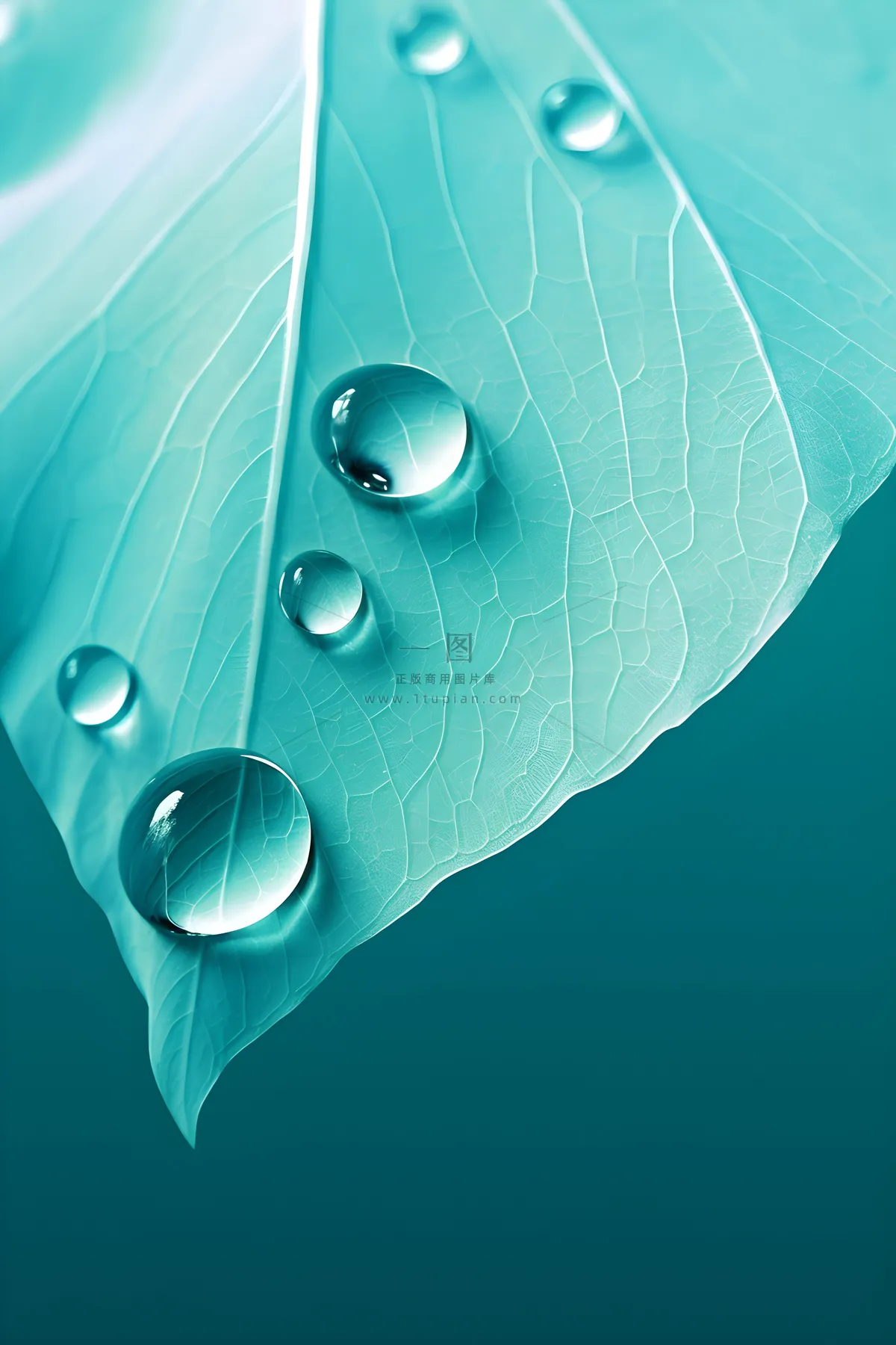 树叶露珠青色大气意境背景