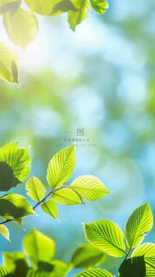 春天绿叶阳光小清新春分立夏摄影图 春天绿叶阳光小清新春分立夏摄影图
