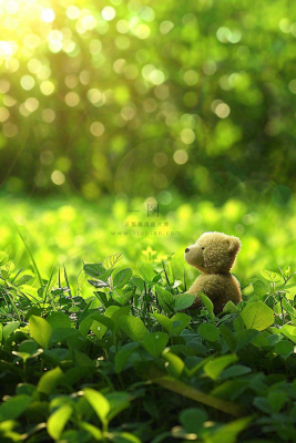 春天绿草坪野花上的小熊玩偶阳光立春春分惊蛰摄影图