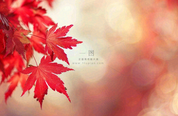 秋天红了的枫叶唯美画面光圈立秋秋分摄影图 秋天红了的枫叶唯美画面光圈立秋秋分摄影图