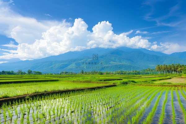 春天草地农田蓝天白云摄影图