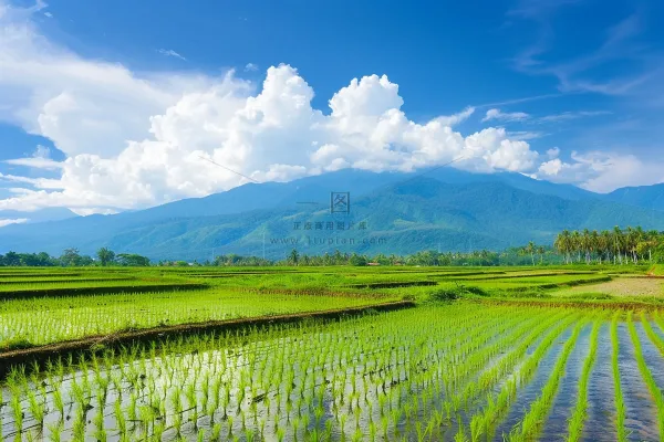 春天草地农田蓝天白云摄影图