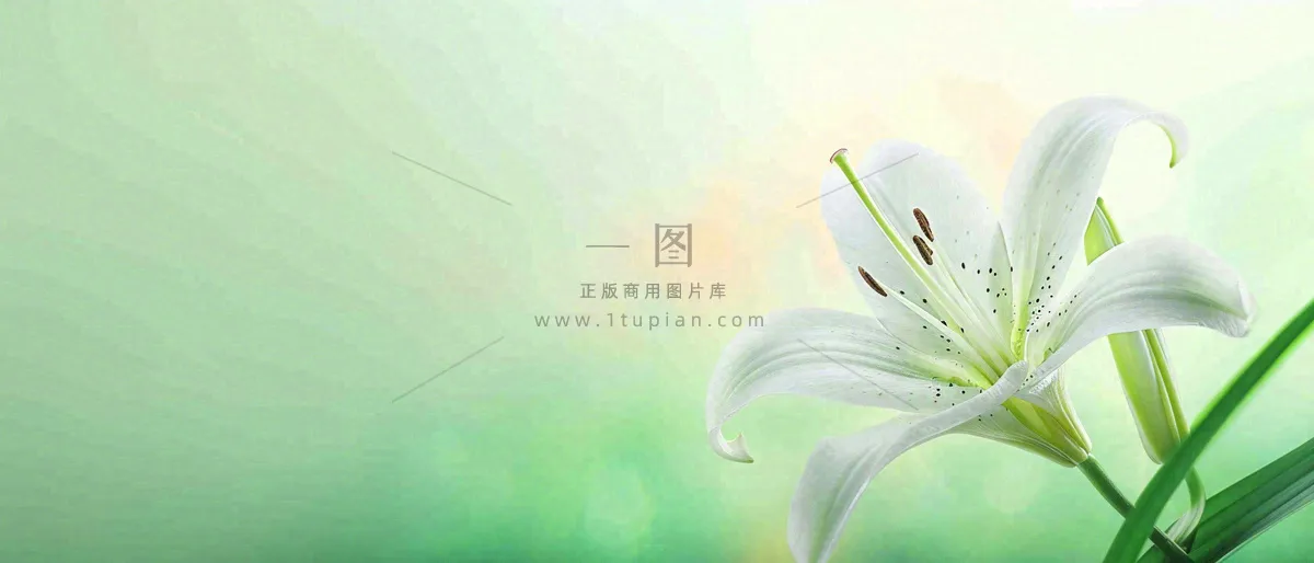 白色鲜花百合花鲜花意境简约，教师节淡雅摄影图