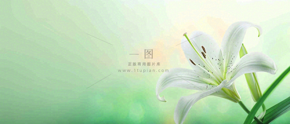 白色鲜花百合花鲜花意境简约,教师节淡雅摄影图 白色鲜花百合花鲜花意境简约,教师节淡雅摄影图