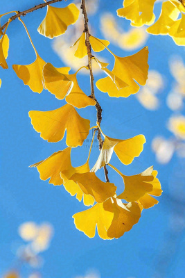 秋天黄色银杏叶树蓝色背景立秋处暑摄影图