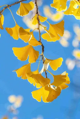 秋天黄色银杏叶树蓝色背景立秋处暑摄影图 秋天黄色银杏叶树蓝色背景立秋处暑摄影图