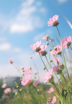春夏蓝天白云花草绚丽摄影海报素材背景