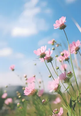 春夏蓝天白云花草绚丽摄影海报素材背景
