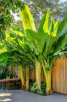 庭院里的芭蕉树热带植物摄影图 庭院里的芭蕉树热带植物摄影图