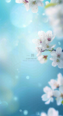 蓝色浪漫白色樱花花朵枝叶,立春惊蛰春分摄影图 蓝色浪漫白色樱花花朵枝叶,立春惊蛰春分摄影图