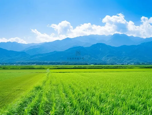 大片农田水稻远山蓝天白云摄影图