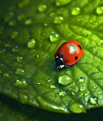 春天夏天七星瓢虫动物昆虫在绿叶上,谷雨立夏夏至小暑摄影图 春天夏天七星瓢虫动物昆虫在绿叶上,谷雨立夏夏至小暑摄影图