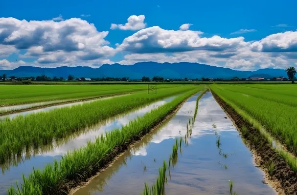 背景是蓝天的绿色稻田插秧摄影图