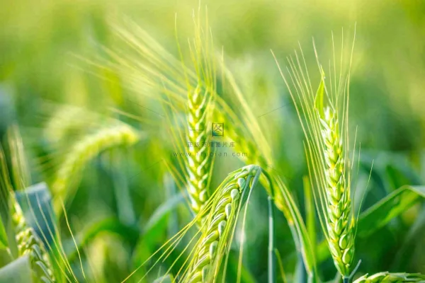 绿色小麦麦穗农田种植小满芒种粮食丰收摄影图