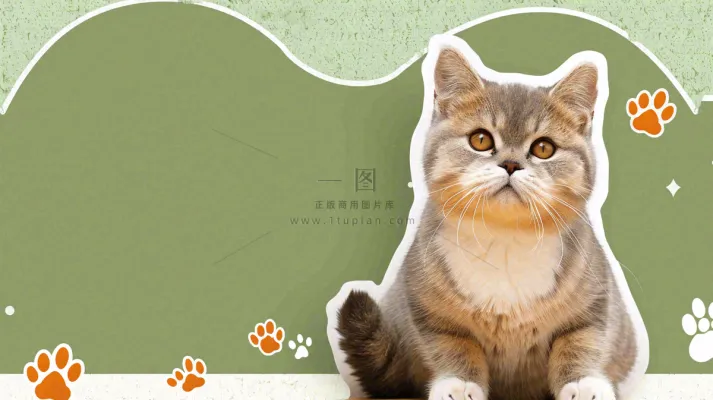 宠物生活馆猫狗卡通插画背景