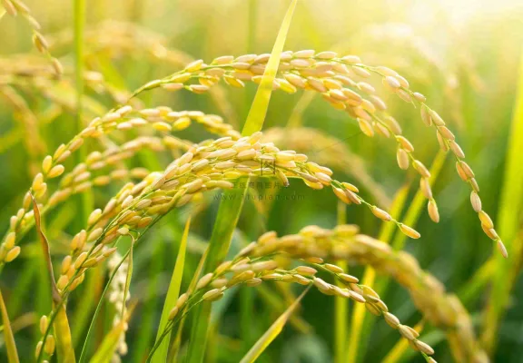 稻田稻谷稻穗粮食收成小满芒种世界粮食日摄影图