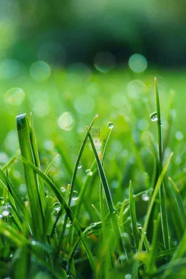 春天绿草地草坪绿叶上的露珠清晨立春惊蛰谷雨摄影图 春天绿草地草坪绿叶上的露珠清晨立春惊蛰谷雨摄影图