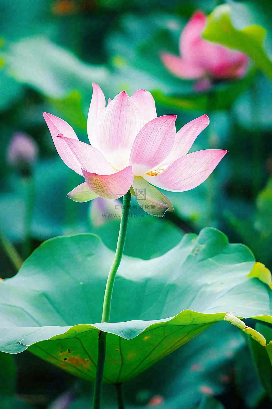 夏日池塘荷花盛开清凉唯美翠绿摄影图