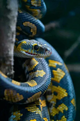 蛇盘踞在树枝上吐舌头爬行动物摄影图