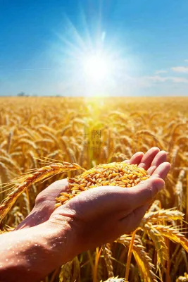 金黄的稻田手捧粮食珍惜粮食芒种世界粮食日摄影图 金黄的稻田手捧粮食珍惜粮食芒种世界粮食日摄影图